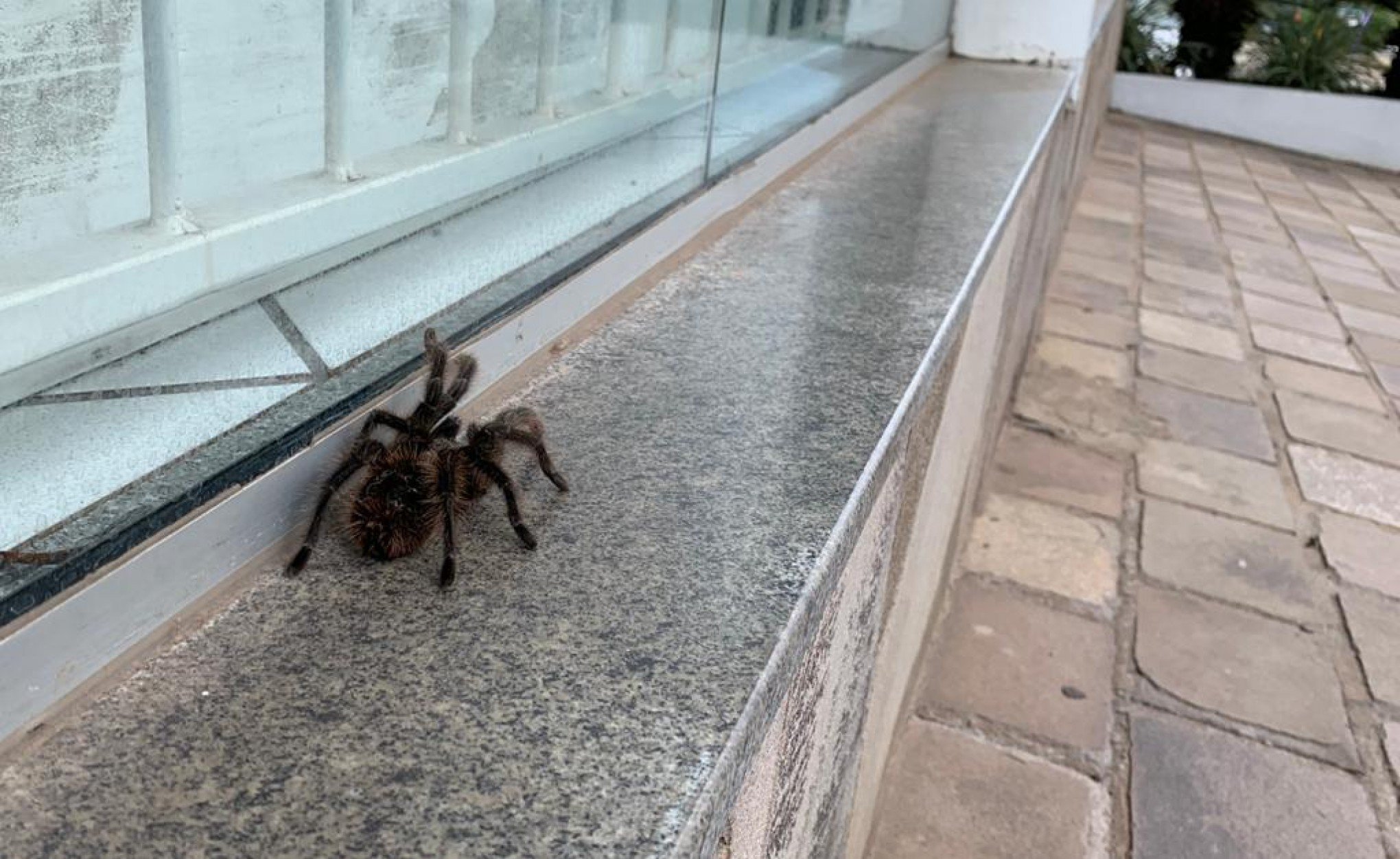 Aranha-caranguejeira em frente a loja de Ivoti surpreende clientes | Jornal NH