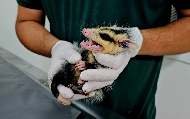 Filhote de gambÃ¡ de volta na natureza depois de trabalho regenerativo no Gramadozoo