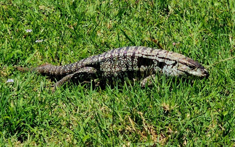 Lagarto teiÃº de volta ao habitat natural apÃ³s reabilitaÃ§Ã£o em Gramado