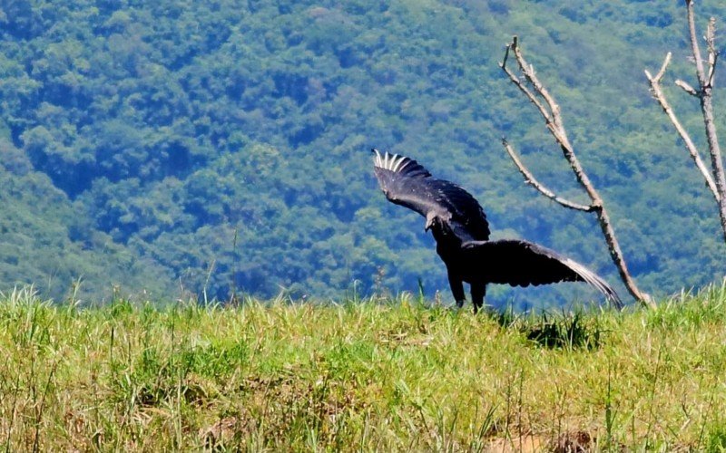 Urubu-preto caiu do ninho e passou por tratamento no zoolÃ³gico de Gramado e foi reinserido na natureza