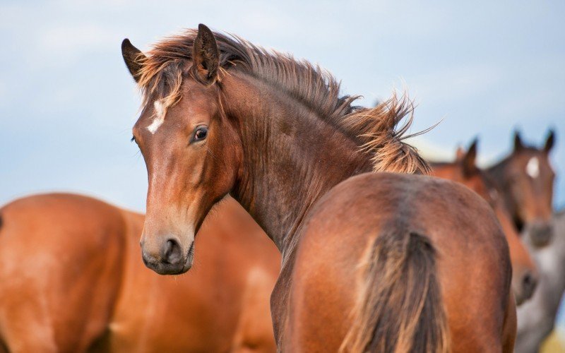 Encefalomielite equina do oeste é registrada em cavalos no Uruguai e na Argentina | Jornal NH