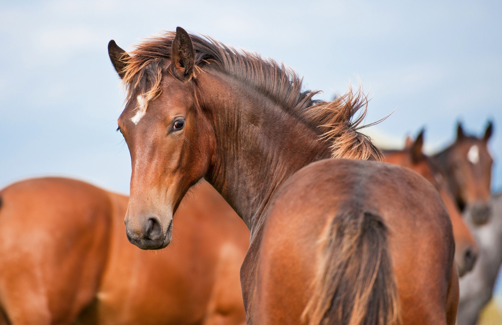 Doença que atinge equinos e nunca foi registrada no RS deixa autoridades do agronegócio em alerta
