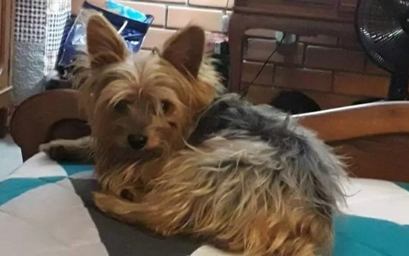 Flash foi dado como morto e depois encontrado vivo | Jornal NH