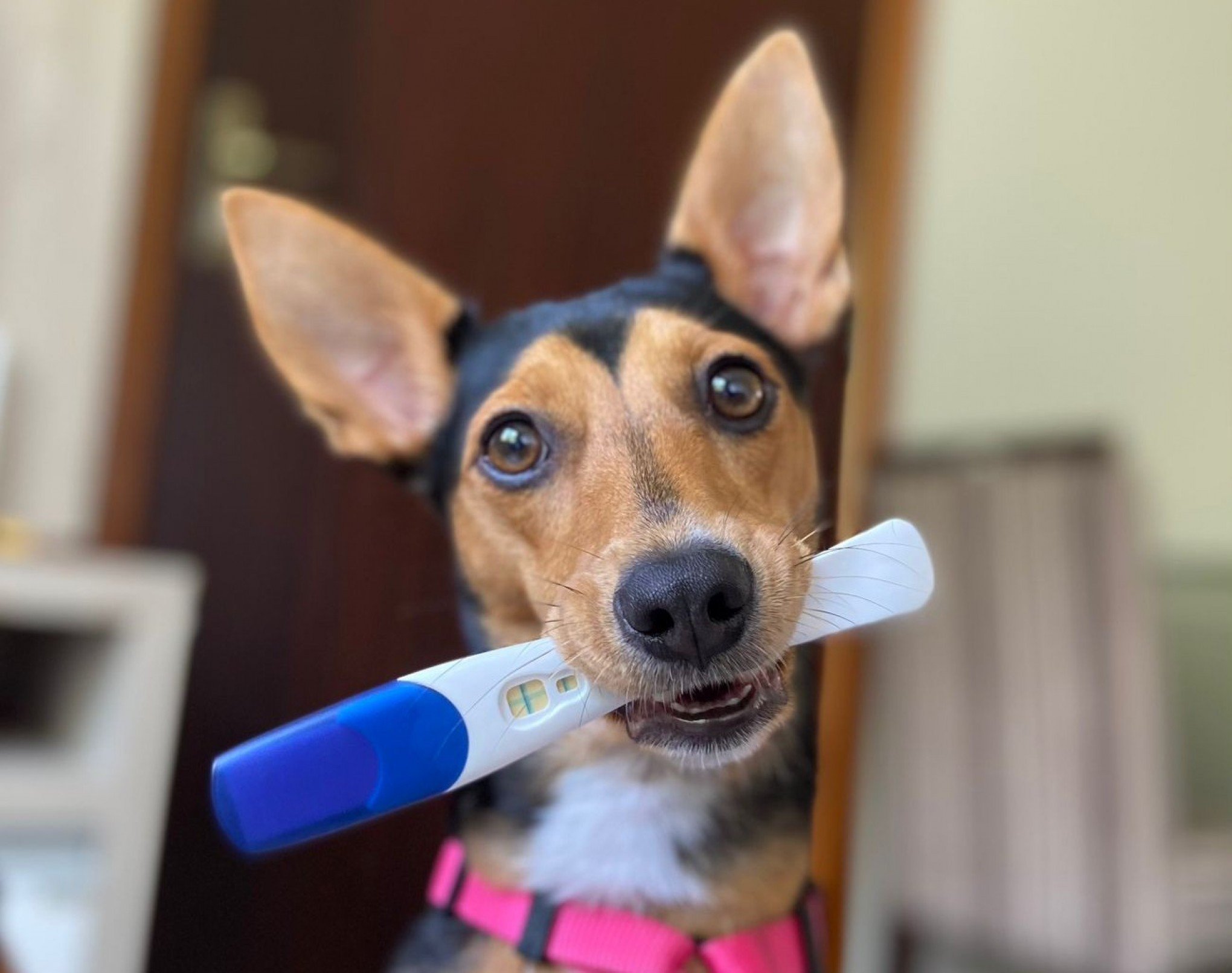 VÍDEO: Cachorrinha acompanha gravidez da tutora e faz sucesso na internet; "A Olívia é uma irmã mais velha para a Joana"