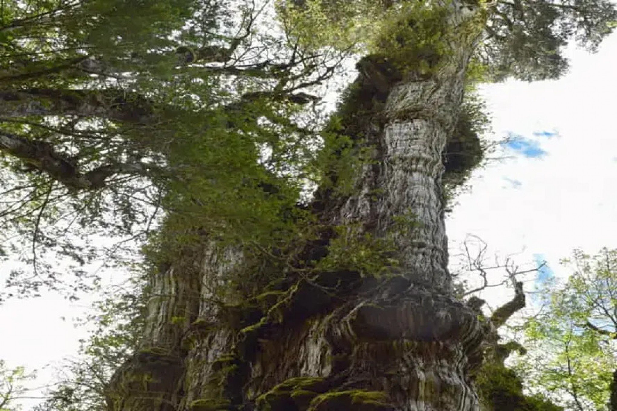 Qual a idade da recém-descoberta árvore mais antiga do mundo?