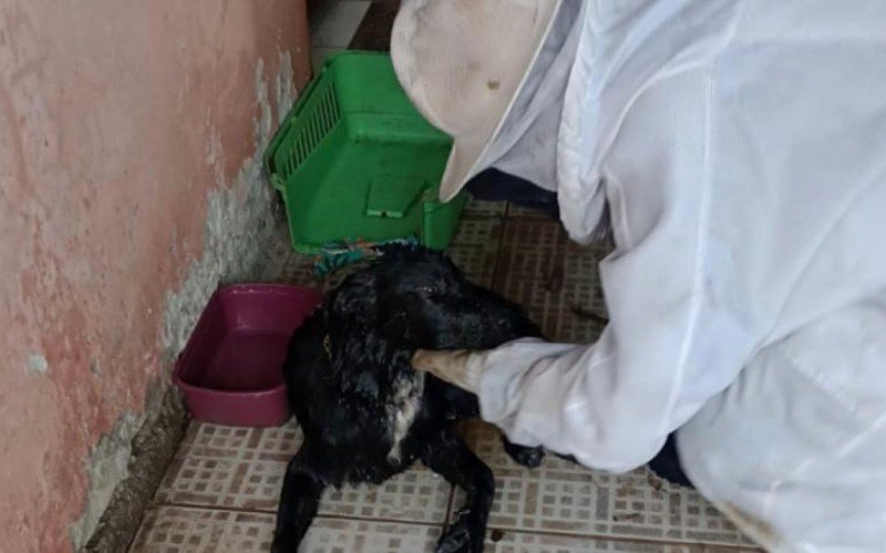 Cachorro foi atacado por abelhas de colmeia dos fundos da casa | Jornal NH