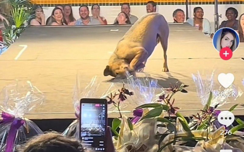 Cachorro Caramelo roubou a cena em concurso de beleza no Paraná | Jornal NH