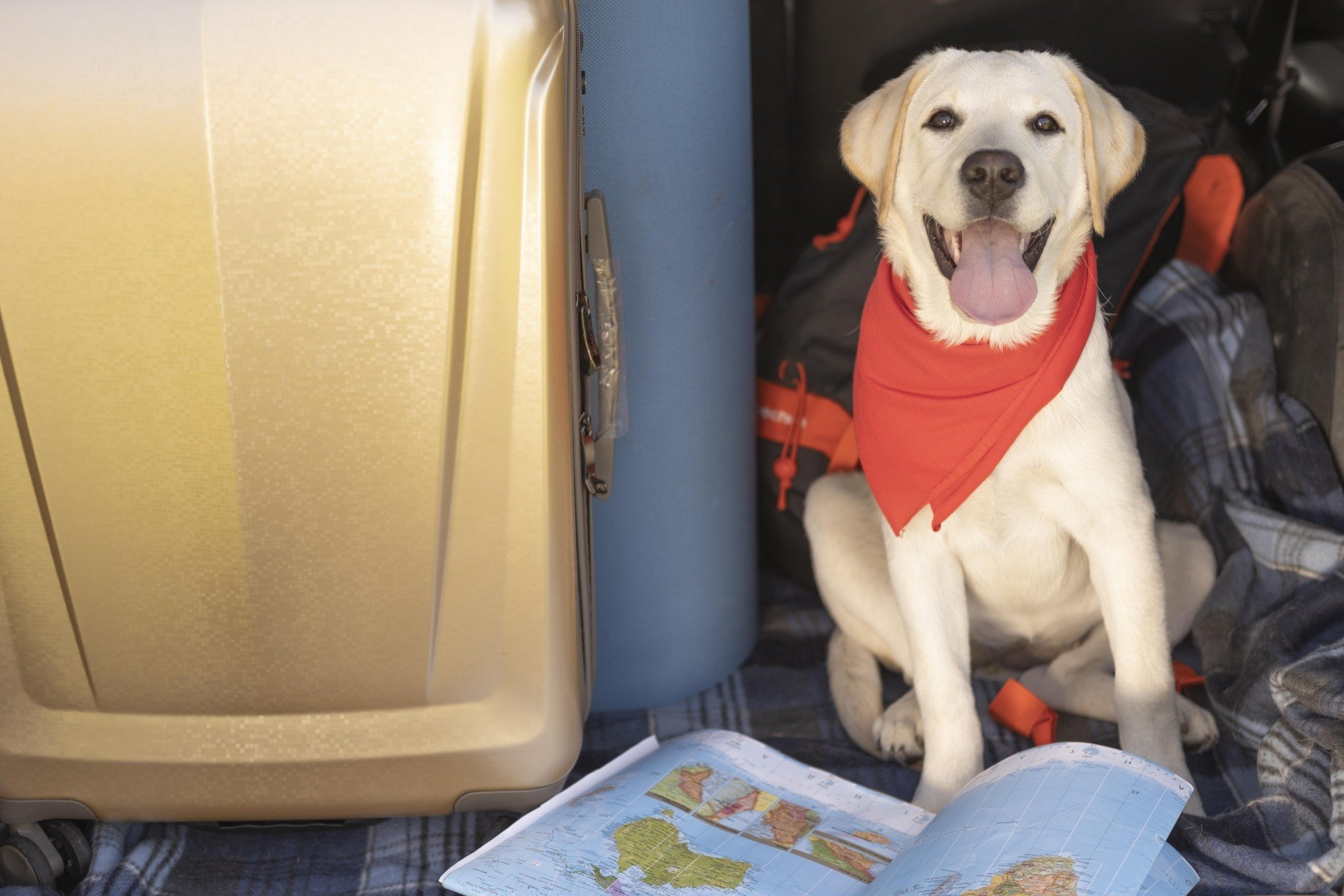 Viajar sem estresse com pets: Confira cinco dicas para férias tranquilas com os animais