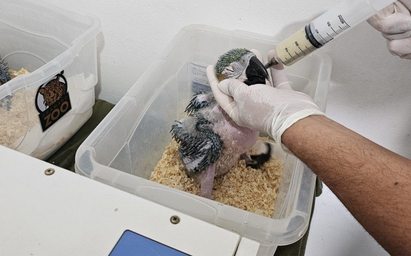 Araras reproduzidas por incubadora no Gramadozoo