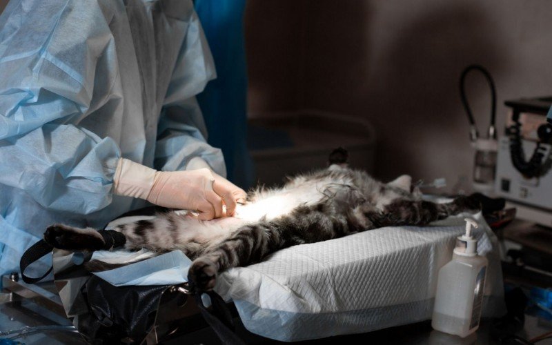 Mais de 1,3 mil cães e gatos foram castrados neste ano em Canela