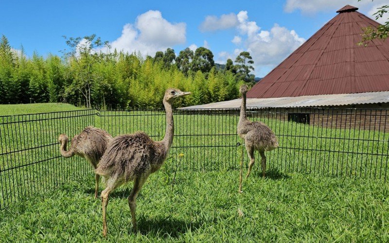 Emas reproduzidas por incubadora no Gramadozoo