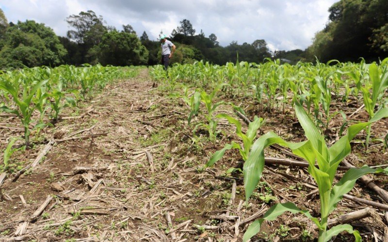 Entenda se há previsão de chuva e como calor pode agravar situação das plantações no Estado | abc+