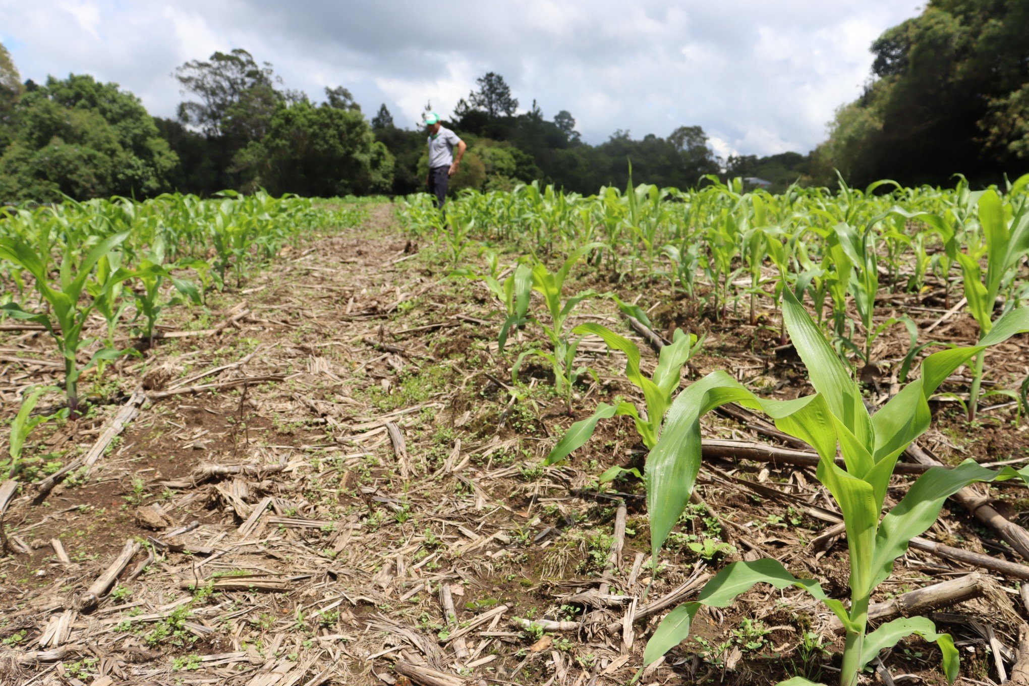 Calor volta com temperaturas de até 40ºC no RS e acende alerta para agricultores; confira a previsão do tempo