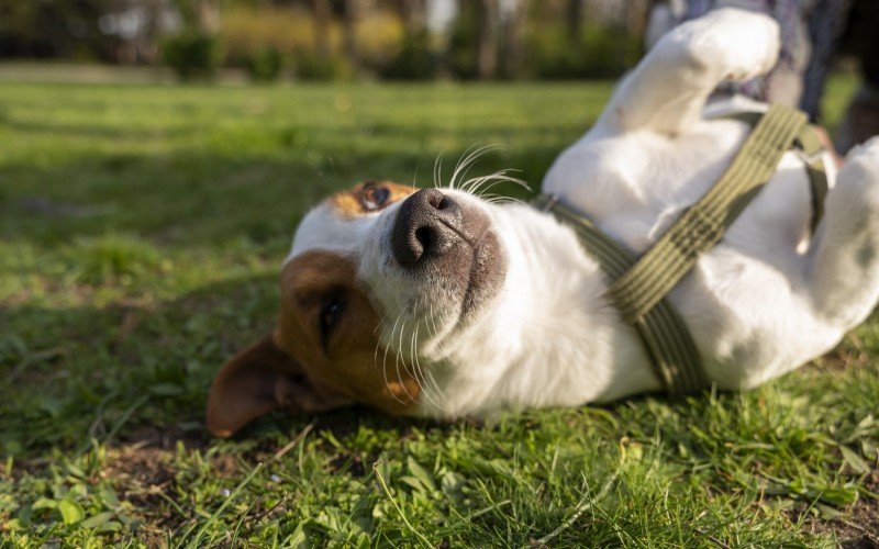 Cachorro / pet / grama / cachorro na grama / cachorro no verão | abc+