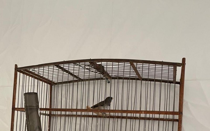 Animais silvestres sÃ£o resgatados de esquema de trÃ¡fico liderado por gaÃºcho da regiÃ£o
