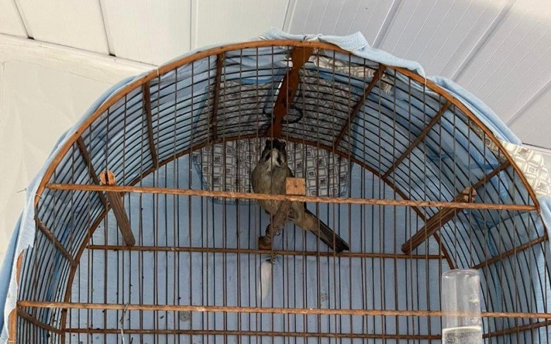 Animais silvestres sÃ£o resgatados de esquema de trÃ¡fico liderado por gaÃºcho da regiÃ£o