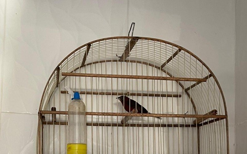 Animais silvestres sÃ£o resgatados de esquema de trÃ¡fico liderado por gaÃºcho da regiÃ£o