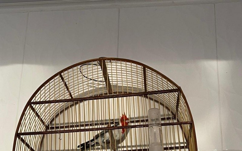 Animais silvestres sÃ£o resgatados de esquema de trÃ¡fico liderado por gaÃºcho da regiÃ£o