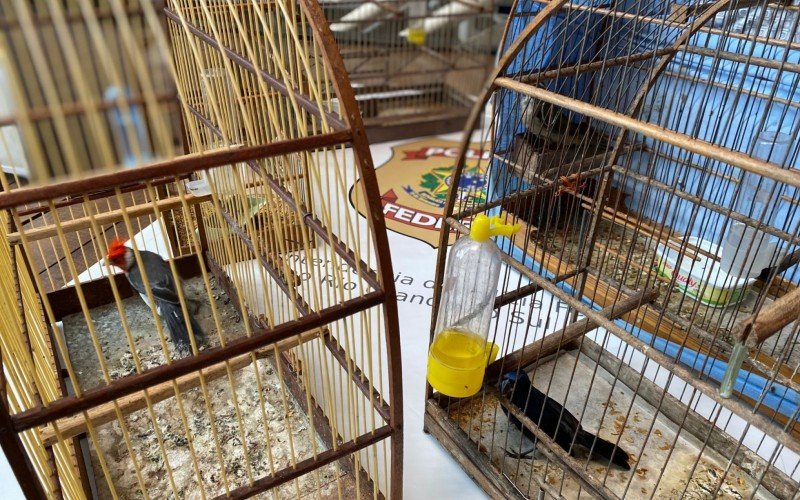 Animais silvestres sÃ£o resgatados de esquema de trÃ¡fico liderado por gaÃºcho da regiÃ£o