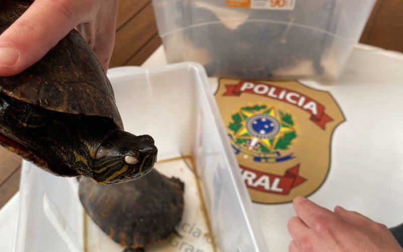 Animais silvestres sÃ£o resgatados de esquema de trÃ¡fico liderado por gaÃºcho da regiÃ£o