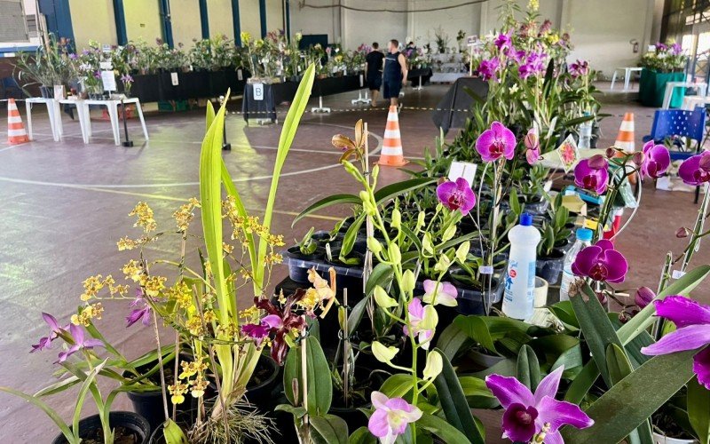 ExposiÃ§Ã£o estadual de orquÃ­deas SÃ£o Leopoldo 