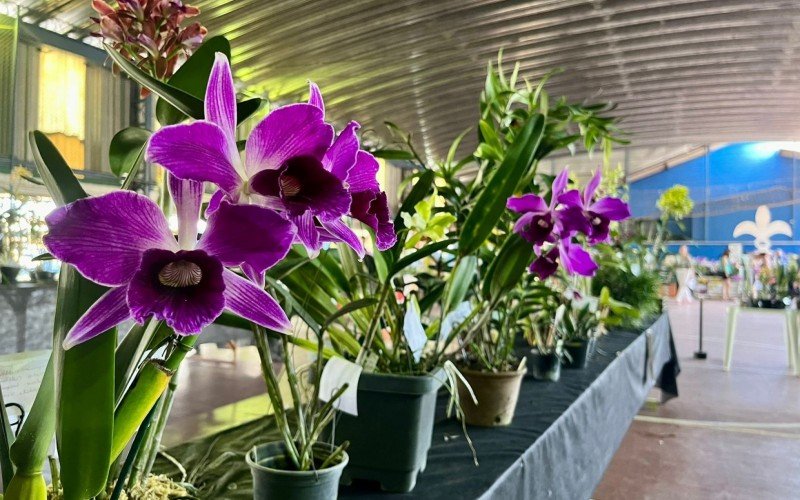 Exposição estadual de orquídeas São Leopoldo 