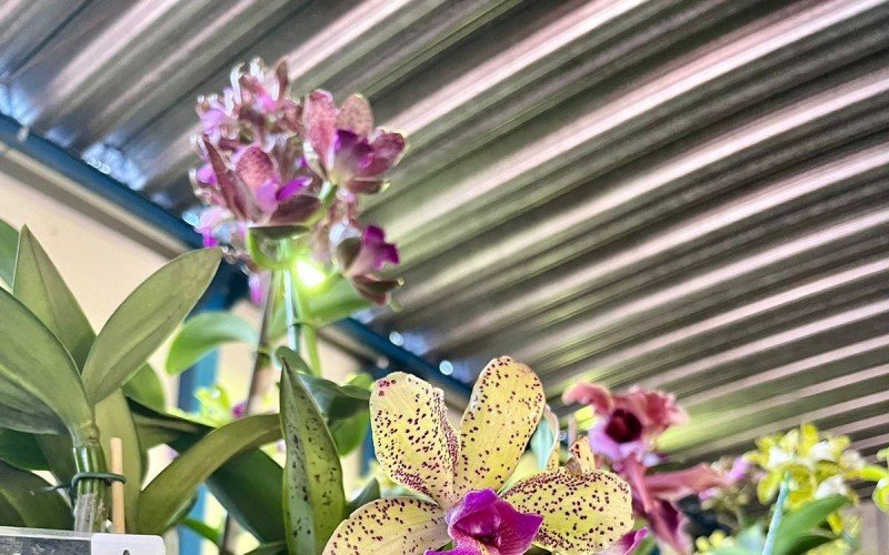 ExposiÃ§Ã£o estadual de orquÃ­deas SÃ£o Leopoldo 