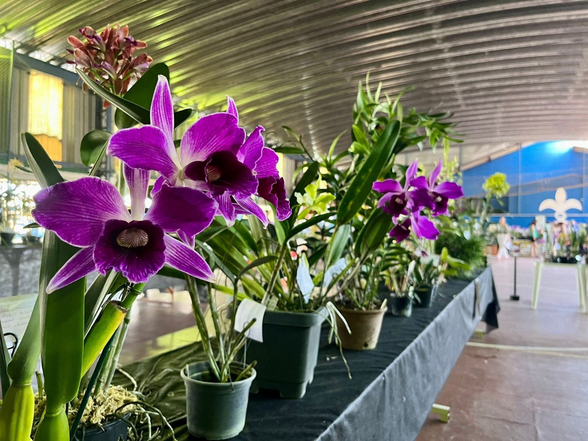 Oficina gratuita de cultivo de orquídeas ocorre neste sábado em São Leopoldo