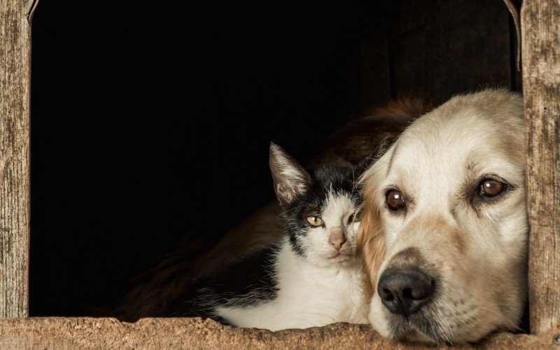 Cachorro gato | Jornal NH