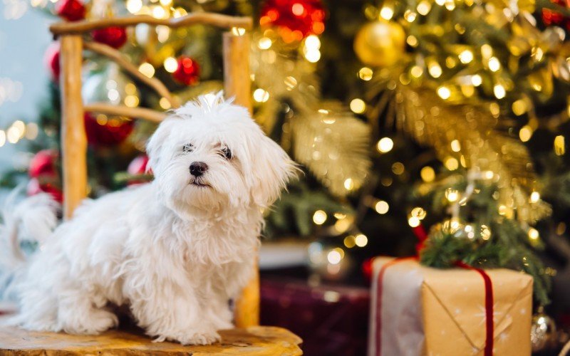 A ceia de Natal é cheia de pratos que podem ser extremamente prejudiciais para os pets | Jornal NH