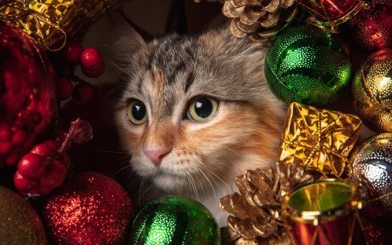 Gatos não podem comer o peru de Natal, mas que tal um biscoito com gosto dele? | Jornal NH