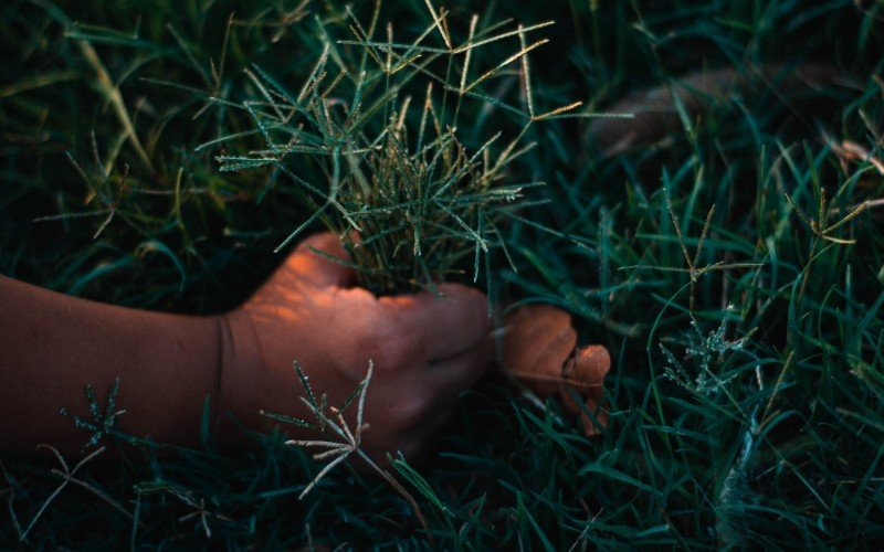 Imagens de natureza / infância / criança / campo / mão / grama / plantação / vegetação | Jornal NH