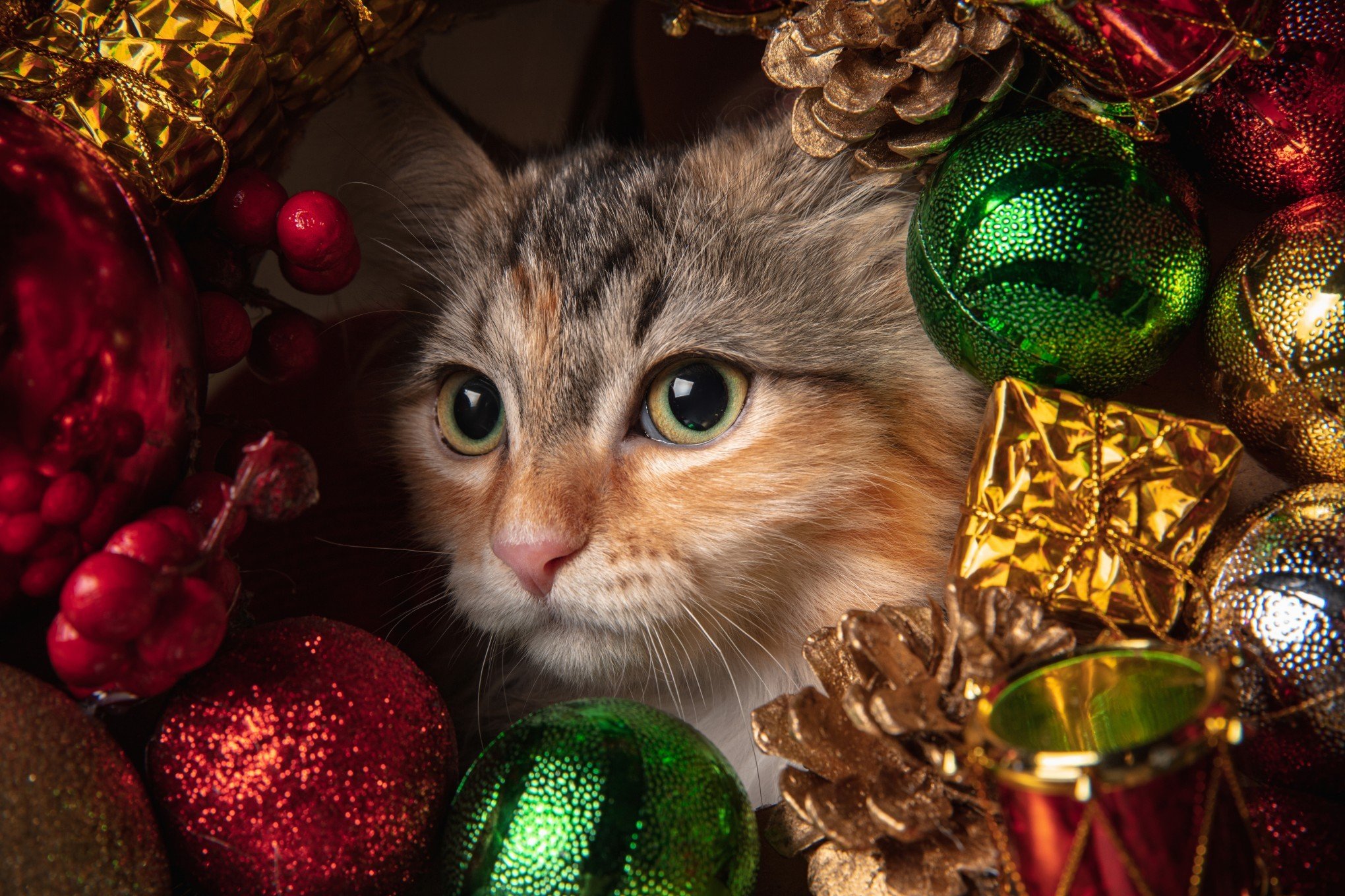 Petisco de Natal: Confira a PetReceita para ceia dos gatos