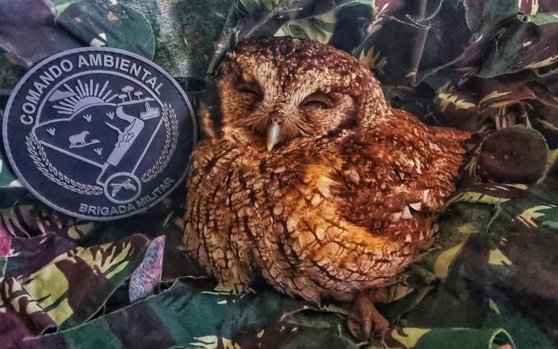 Coruja-buraqueira foi resgatada na quinta-feira em Bento GonÃ§alves