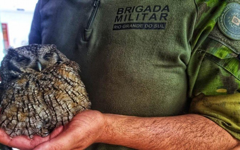 Coruja-buraqueira foi resgatada na quinta-feira em Bento GonÃ§alves