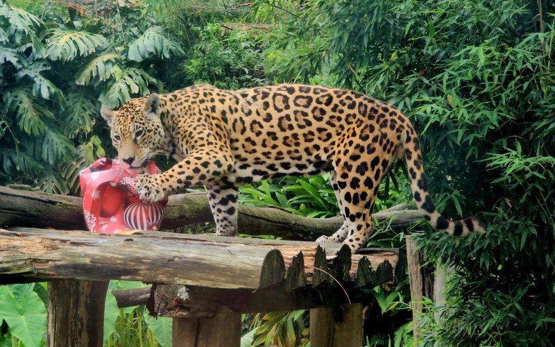 Carnes foram oferecidas para as onÃ§as