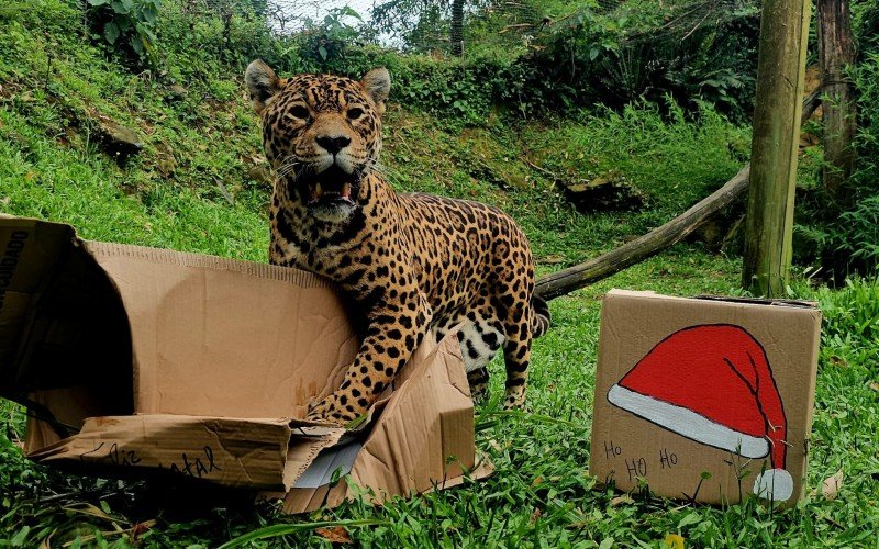 Carnes foram oferecidas para as onÃ§as