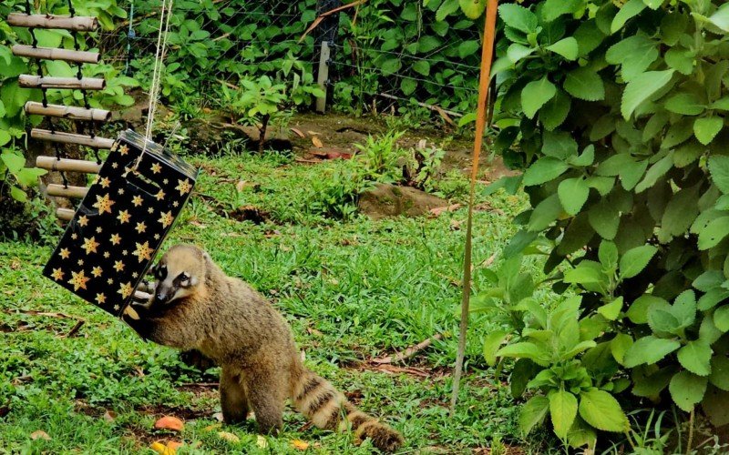 Quatis receberam presentes de Natal