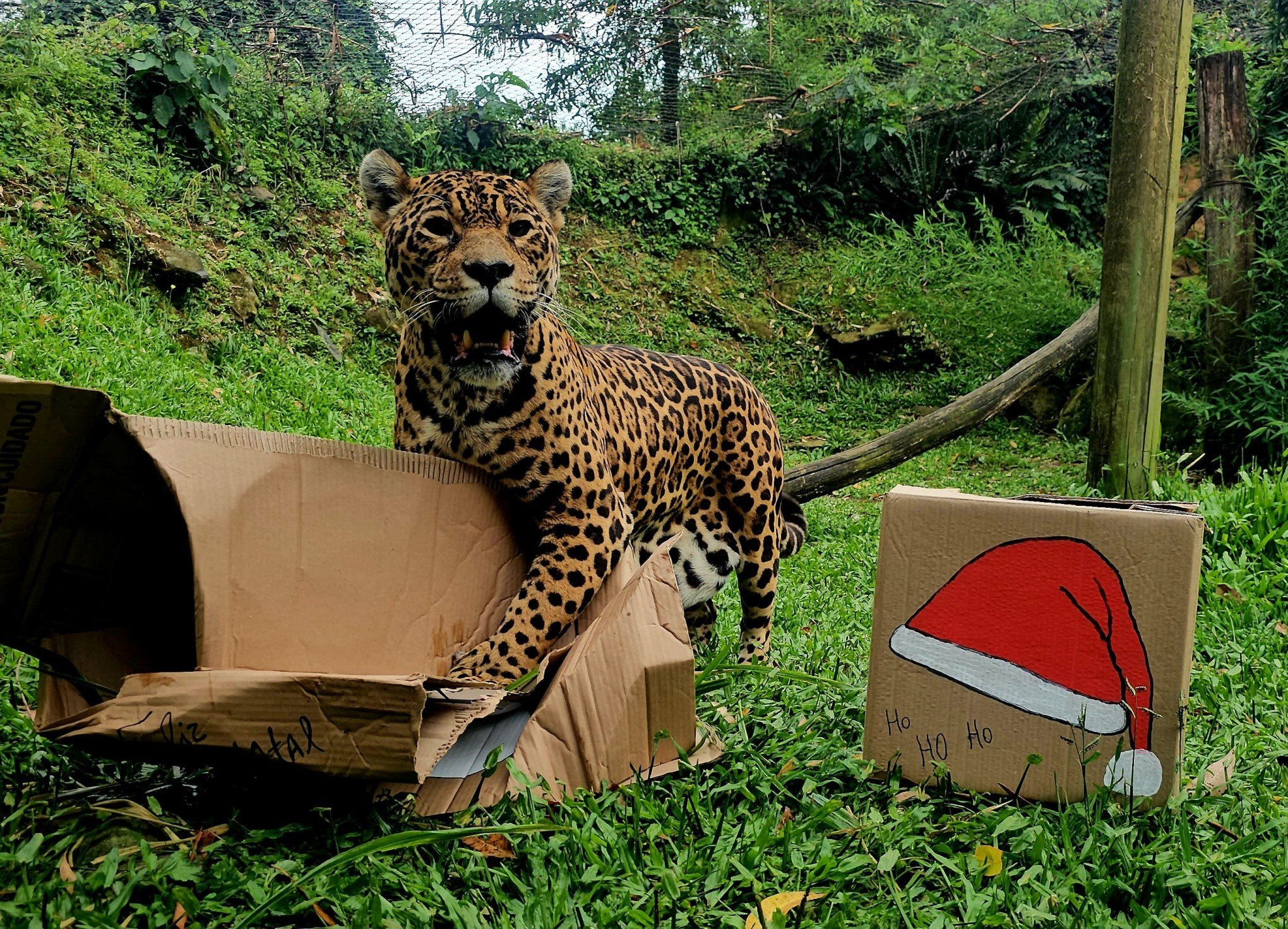 FOTOS: Animais do zoo de Gramado ganham presentes de Natal