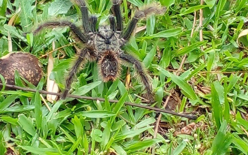 Aranha-caranguejeira