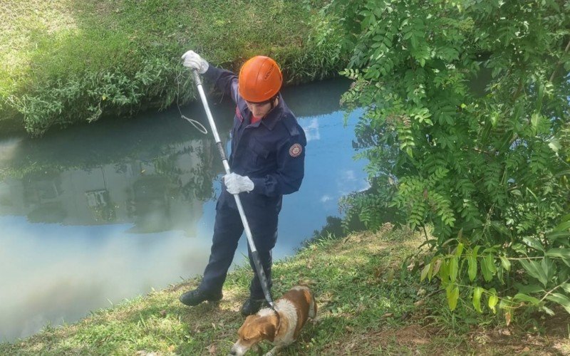 Billi foi resgatado por bombeiro em Novo Hamburgo  | abc+