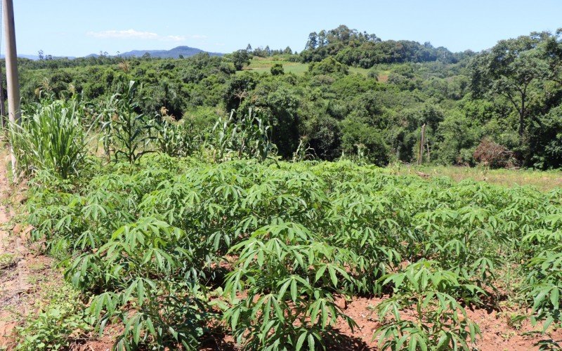 Condomínio popular será construído em área pública onde hoje tem uma plantação de aipim  | abc+