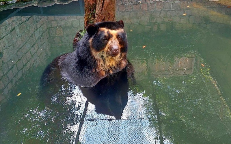 Ursos contam com piscina no recinto para se refrescar  