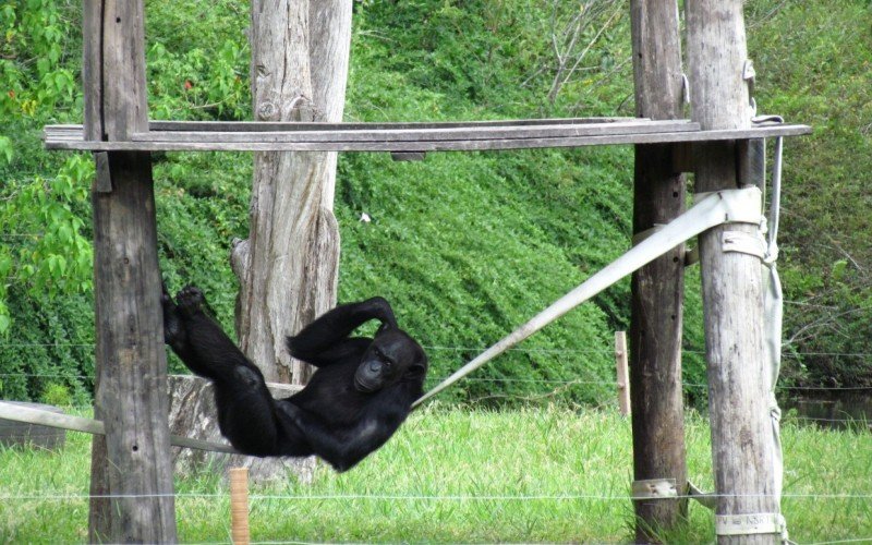 Recinto dos macacos é um dos preferidos dos visitantes