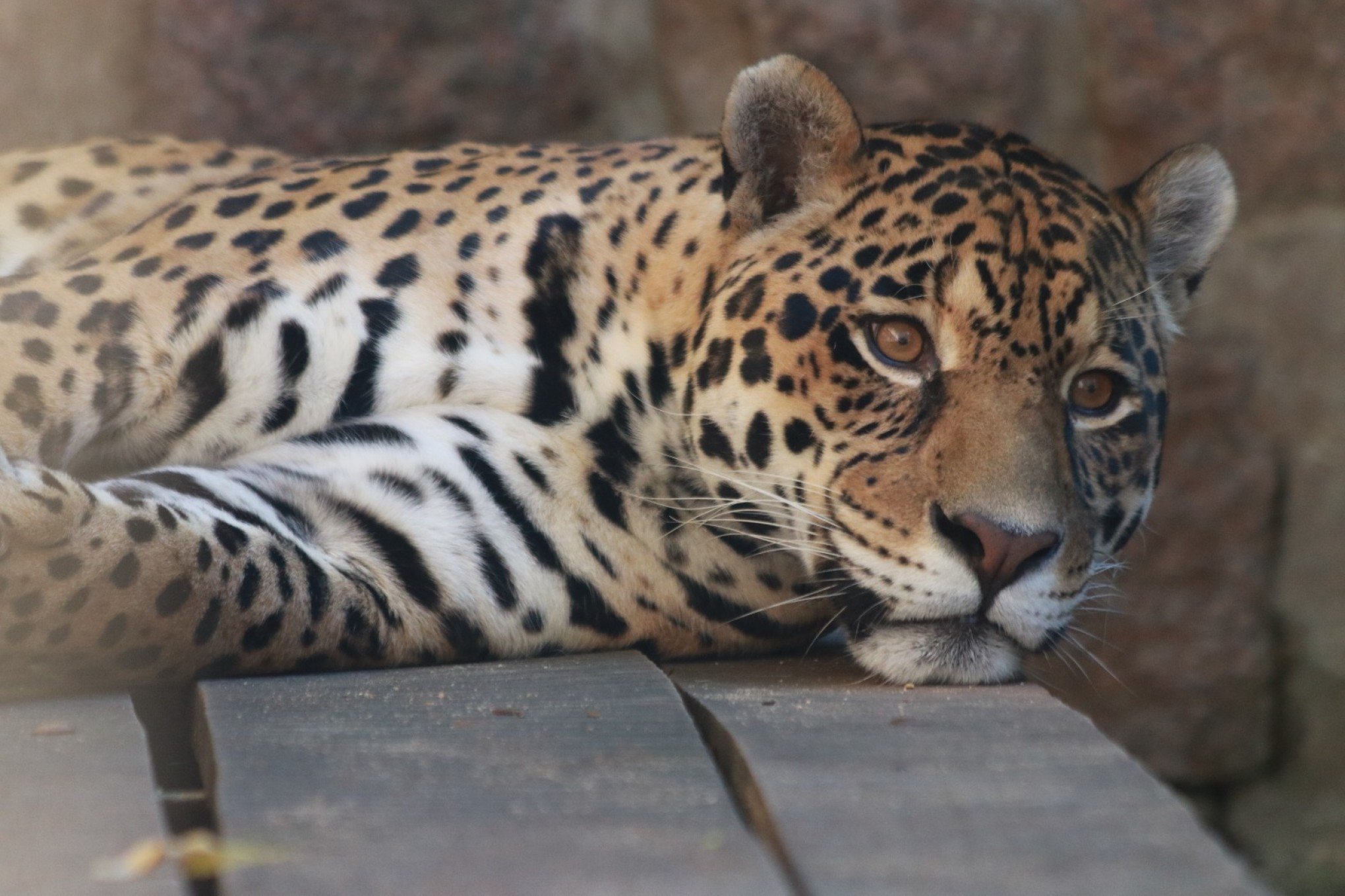 Zoo terá atividades especiais pelo Dia das Crianças neste fim de semana; confira