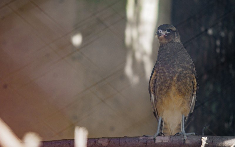 GaviÃ£o-chimango ficou no MiniZoo para tratamento apÃ³s ser resgatado ferido