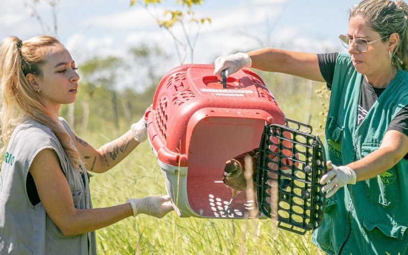 GaviÃ£o-chimango foi devolvido a natureza nesta quinta-feira (4) 