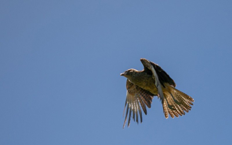 GaviÃ£o-chimango foi devolvido a natureza nesta quinta-feira (4) em Canoas