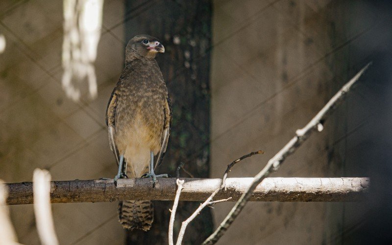 GaviÃ£o-chimango ficou no MiniZoo para tratamento apÃ³s ser resgatado ferido