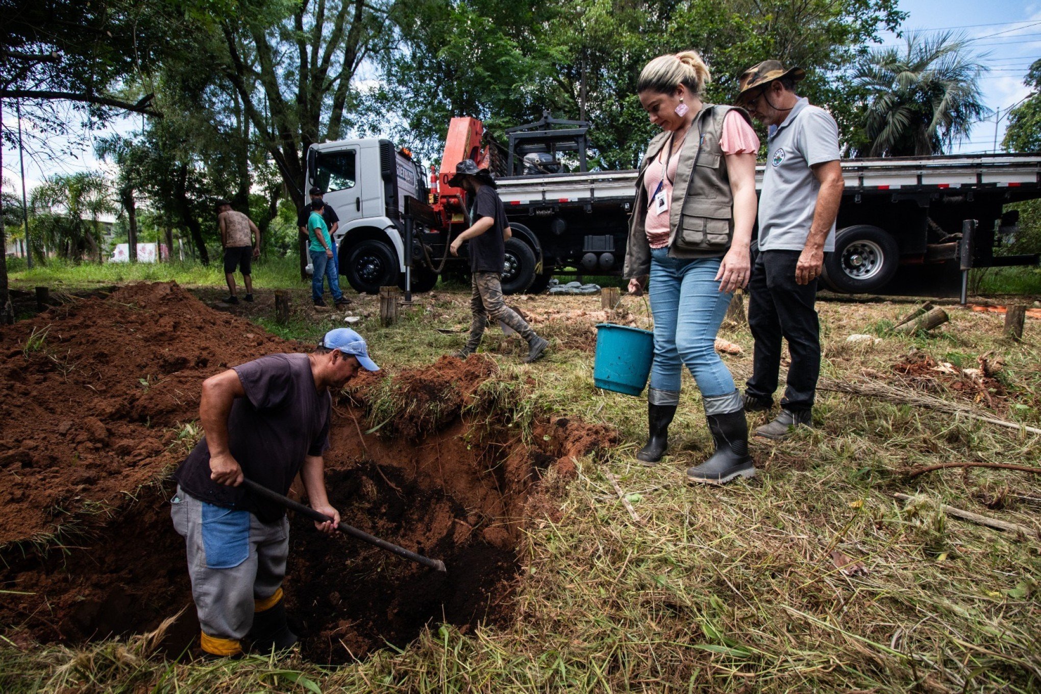 Palmeiras JerivÃ¡ da Rua IndependÃªncia sÃ£o replantadas no Parque Imperatriz